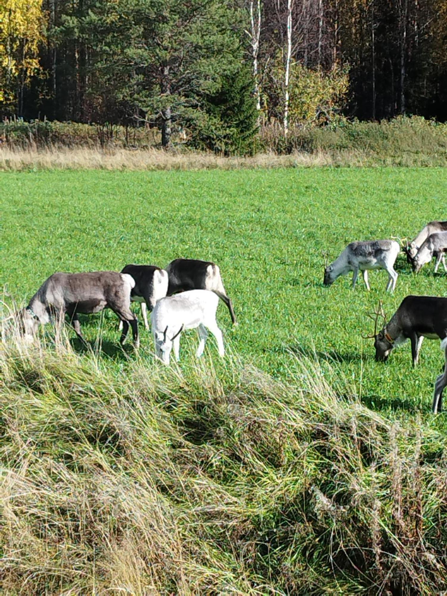 Arctic Ranch Villa Överkalix Eksteriør billede