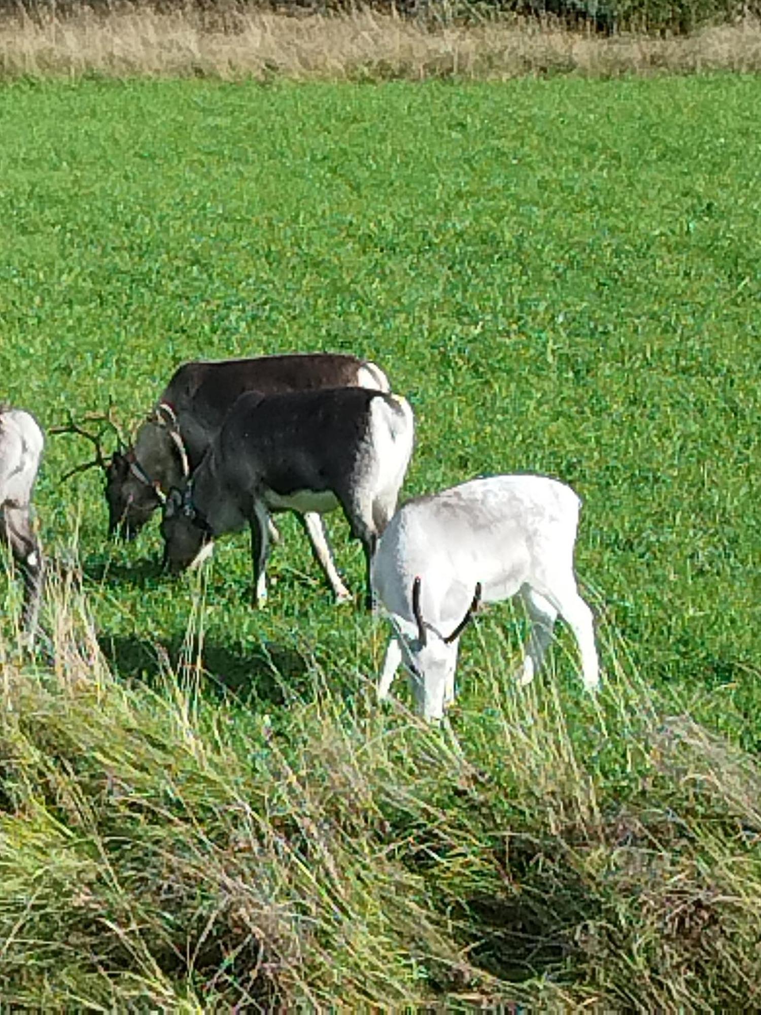 Arctic Ranch Villa Överkalix Eksteriør billede